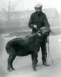 A female takin, also known as cattle chamois or gnu goat with handler, London Zoo